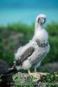 Brown booby (juvenile), Sula leucogaster, Rose Atoll National Wildlife Sanctuary