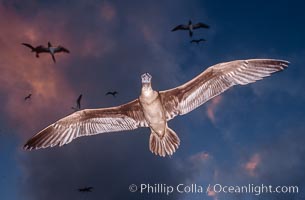Brown booby flying over Rose Atoll at sunset, with dark colorful storm clouds and other birds in the background.