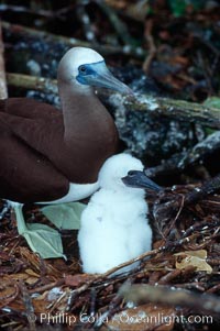 Brown booby, adult and chick at nest. Cocos Island, Costa Rica, Sula leucogaster, natural history stock photograph, photo id 03259