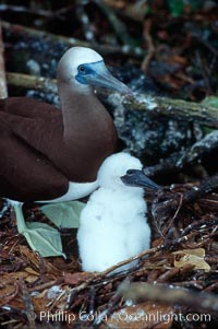 Brown booby, adult and chick at nest, Sula leucogaster, Cocos Island