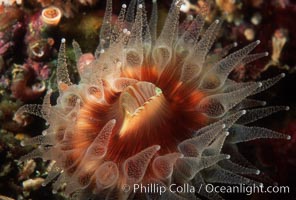 Paracyathus stearnsi, Brown cup coral, San Miguel Island, California.