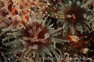 Brown  cup coral, Paracyathus stearnsi, San Diego, California