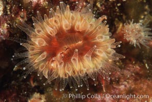 Brown  cup coral, Paracyathus stearnsi, San Miguel Island