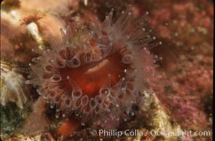 Brown  cup coral, Paracyathus stearnsi, San Miguel Island