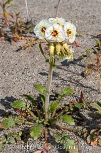 Brown-eyed primrose blooms in spring in the Colorado Desert following heavy winter rains.  Anza Borrego Desert State Park, Camissonia claviformis, Anza-Borrego Desert State Park, Borrego Springs, California