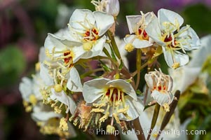 Brown-eyed primrose blooms in spring in the Colorado Desert following heavy winter rains.  Anza Borrego Desert State Park, Camissonia claviformis, Anza-Borrego Desert State Park, Borrego Springs, California