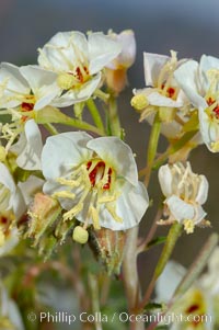 Brown-eyed primrose blooms in spring in the Colorado Desert following heavy winter rains.  Anza Borrego Desert State Park, Camissonia claviformis, Anza-Borrego Desert State Park, Borrego Springs, California