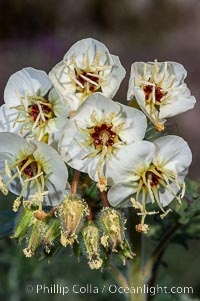 Brown-eyed primrose blooms in spring in the Colorado Desert following heavy winter rains.  Anza Borrego Desert State Park, Camissonia claviformis, Anza-Borrego Desert State Park, Borrego Springs, California