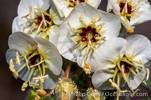 Brown-eyed primrose blooms in spring in the Colorado Desert following heavy winter rains.  Anza Borrego Desert State Park, Camissonia claviformis, Anza-Borrego Desert State Park, Borrego Springs, California
