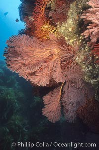 Brown gorgonians, Catalina, Muricea fruticosa, Catalina Island