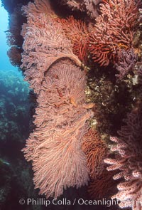 Brown gorgonians, Muricea fruticosa, Catalina Island