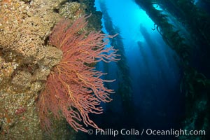 Brown gorgonians on rocky reef, below kelp forest, underwater.  Gorgonians are filter-feeding temperate colonial species that live on the rocky bottom at depths between 50 to 200 feet deep.  Each individual polyp is a distinct animal, together they secrete calcium that forms the structure of the colony. Gorgonians are oriented at right angles to prevailing water currents to capture plankton drifting by, Muricea fruticosa, San Clemente Island