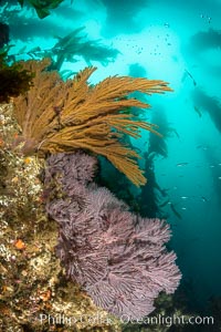 Brown gorgonian and California golden gorgonian on underwater rocky reef below kelp forest, San Clemente Island. Gorgonians are filter-feeding temperate colonial species that lives on the rocky bottom at depths between 50 to 200 feet deep. Each individual polyp is a distinct animal, together they secrete calcium that forms the structure of the colony. Gorgonians are oriented at right angles to prevailing water currents to capture plankton drifting by, Muricea californica, Muricea fruticosa