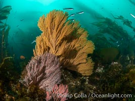 Brown gorgonian and California golden gorgonian on underwater rocky reef below kelp forest, San Clemente Island. Gorgonians are filter-feeding temperate colonial species that lives on the rocky bottom at depths between 50 to 200 feet deep. Each individual polyp is a distinct animal, together they secrete calcium that forms the structure of the colony. Gorgonians are oriented at right angles to prevailing water currents to capture plankton drifting by, Muricea californica, Muricea fruticosa