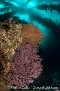 Brown gorgonian and California golden gorgonian on underwater rocky reef below kelp forest, San Clemente Island. Gorgonians are filter-feeding temperate colonial species that lives on the rocky bottom at depths between 50 to 200 feet deep. Each individual polyp is a distinct animal, together they secrete calcium that forms the structure of the colony. Gorgonians are oriented at right angles to prevailing water currents to capture plankton drifting by, Muricea californica, Muricea fruticosa