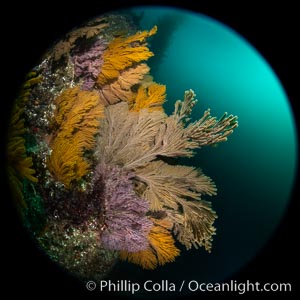 Brown gorgonian and California golden gorgonian on underwater rocky reef below kelp forest, Catalina Island. Gorgonians are filter-feeding temperate colonial species that lives on the rocky bottom at depths between 50 to 200 feet deep. Each individual polyp is a distinct animal, together they secrete calcium that forms the structure of the colony. Gorgonians are oriented at right angles to prevailing water currents to capture plankton drifting by, Muricea californica, Muricea fruticosa