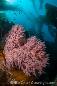 Brown Gorgonian Muricea fruticosa on underwater rocky reef, amid kelp forest, Catalina Island. The brown gorgonian is a filter-feeding temperate colonial species that lives on the rocky bottom at depths between 50 to 200 feet deep. Each individual polyp is a distinct animal, together they secrete calcium that forms the structure of the colony. Gorgonians are oriented at right angles to prevailing water currents to capture plankton drifting by