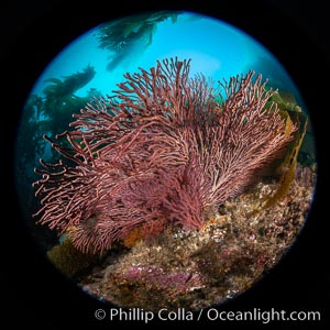 Brown gorgonian,  Muricea fruticosa, Catalina Island, California