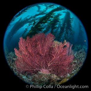 Brown gorgonians on rocky reef, below kelp forest, underwater.  Gorgonians are filter-feeding temperate colonial species that live on the rocky bottom at depths between 50 to 200 feet deep.  Each individual polyp is a distinct animal, together they secrete calcium that forms the structure of the colony. Gorgonians are oriented at right angles to prevailing water currents to capture plankton drifting by, Macrocystis pyrifera, Muricea fruticosa, San Clemente Island