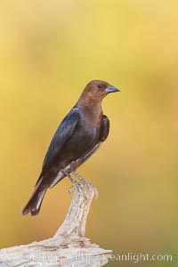 Brown-headed cowbird, male, Molothrus ater, Amado, Arizona