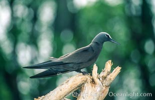 Brown noddy at Rose Atoll NWRF, Rose Atoll National Wildlife Sanctuary