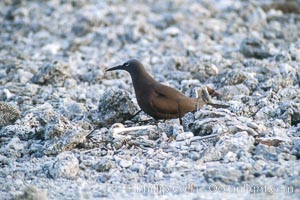 Brown noddy at Rose Atoll NWRF, Rose Atoll National Wildlife Sanctuary