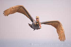 Brown pelican in flight against pastel-colored sky at sunrise.  The wingspan of the brown pelican is over 7 feet wide. The California race of the brown pelican holds endangered species status.  In winter months, breeding adults assume a dramatic plumage, Pelecanus occidentalis, Pelecanus occidentalis californicus, La Jolla