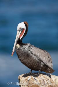 Brown pelican.  This large seabird has a wingspan over 7 feet wide. The California race of the brown pelican holds endangered species status, due largely to predation in the early 1900s and to decades of poor reproduction caused by DDT poisoning.  In winter months, breeding adults assume a dramatic plumage with brown neck, yellow and white head and bright red gular throat pouch, Pelecanus occidentalis, Pelecanus occidentalis californicus, La Jolla