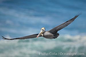 Brown pelican in flight.  The wingspan of the brown pelican is over 7 feet wide. The California race of the brown pelican holds endangered species status.  In winter months, breeding adults assume a dramatic plumage.