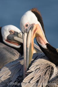 A brown pelican preening, reaching with its beak to the uropygial gland (preen gland) near the base of its tail.  Preen oil from the uropygial gland is spread by the pelican's beak and back of its head to all other feathers on the pelican, helping to keep them water resistant and dry, Pelecanus occidentalis, Pelecanus occidentalis californicus, La Jolla, California