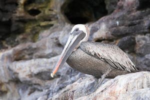 Brown pelican, Pelecanus occidentalis, North Seymour Island