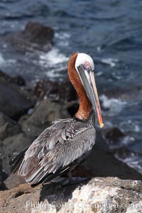 Brown pelican, Pelecanus occidentalis, North Seymour Island