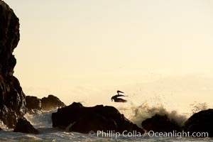 Brown pelican, waves, rocks and cliffs, sunset.