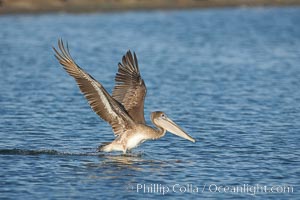 Brown pelican, Pelecanus occidentalis, San Diego Bay National Wildlife Refuge