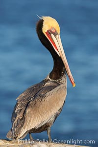 Brown pelican.  This large seabird has a wingspan over 7 feet wide. The California race of the brown pelican holds endangered species status, due largely to predation in the early 1900s and to decades of poor reproduction caused by DDT poisoning.  In winter months, breeding adults assume a dramatic plumage with brown neck, yellow and white head and bright red gular throat pouch, Pelecanus occidentalis, Pelecanus occidentalis californicus, La Jolla