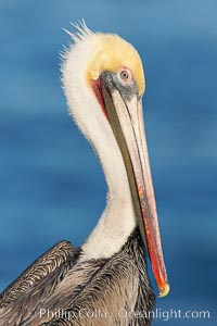 Brown pelican, adult winter non-breeding plumage showing white hindneck and red gular throat pouch..  This large seabird has a wingspan over 7 feet wide. The California race of the brown pelican holds endangered species status, due largely to predation in the early 1900s and to decades of poor reproduction caused by DDT poisoning, Pelecanus occidentalis, Pelecanus occidentalis californicus, La Jolla