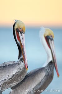 Brown pelicans, breeding plumage (left) and non-breeding adult (right), sunrise.  This large seabird has a wingspan over 7 feet wide. The California race of the brown pelican holds endangered species status, due largely to predation in the early 1900s and to decades of poor reproduction caused by DDT poisoning.  In winter months, breeding adults assume a dramatic plumage with brown neck, yellow and white head and bright red gular throat pouch, Pelecanus occidentalis, Pelecanus occidentalis californicus, La Jolla