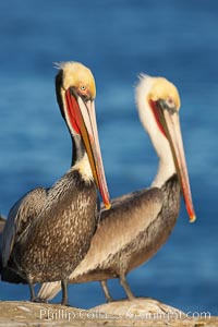 Brown pelicans, breeding plumage (left) and non-breeding adult (right), sunrise.  This large seabird has a wingspan over 7 feet wide. The California race of the brown pelican holds endangered species status, due largely to predation in the early 1900s and to decades of poor reproduction caused by DDT poisoning.  In winter months, breeding adults assume a dramatic plumage with brown neck, yellow and white head and bright red gular throat pouch, Pelecanus occidentalis, Pelecanus occidentalis californicus, La Jolla