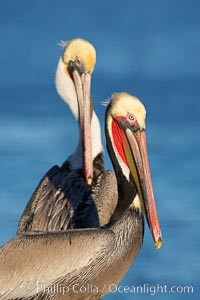 Brown pelican.  This large seabird has a wingspan over 7 feet wide. The California race of the brown pelican holds endangered species status, due largely to predation in the early 1900s and to decades of poor reproduction caused by DDT poisoning.  In winter months, breeding adults assume a dramatic plumage with brown neck, yellow and white head and bright red gular throat pouch, Pelecanus occidentalis, Pelecanus occidentalis californicus, La Jolla