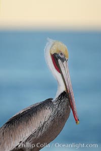 Brown pelican, adult winter non-breeding plumage showing white hindneck and red gular throat pouch..  This large seabird has a wingspan over 7 feet wide. The California race of the brown pelican holds endangered species status, due largely to predation in the early 1900s and to decades of poor reproduction caused by DDT poisoning, Pelecanus occidentalis, Pelecanus occidentalis californicus, La Jolla