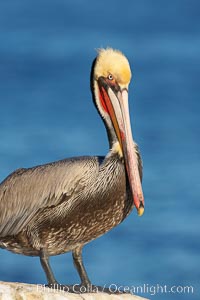 Brown pelican.  This large seabird has a wingspan over 7 feet wide. The California race of the brown pelican holds endangered species status, due largely to predation in the early 1900s and to decades of poor reproduction caused by DDT poisoning.  In winter months, breeding adults assume a dramatic plumage with brown neck, yellow and white head and bright red gular throat pouch, Pelecanus occidentalis, Pelecanus occidentalis californicus, La Jolla