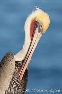 Brown pelican, adult winter non-breeding plumage showing white hindneck and red gular throat pouch..  This large seabird has a wingspan over 7 feet wide. The California race of the brown pelican holds endangered species status, due largely to predation in the early 1900s and to decades of poor reproduction caused by DDT poisoning, Pelecanus occidentalis, Pelecanus occidentalis californicus, La Jolla
