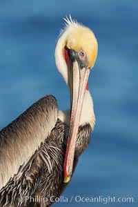 Brown pelican, adult winter non-breeding plumage showing white hindneck and red gular throat pouch..  This large seabird has a wingspan over 7 feet wide. The California race of the brown pelican holds endangered species status, due largely to predation in the early 1900s and to decades of poor reproduction caused by DDT poisoning, Pelecanus occidentalis, Pelecanus occidentalis californicus, La Jolla