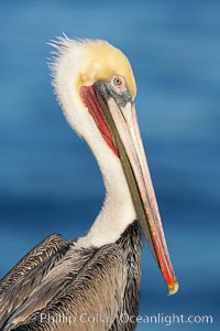 Brown pelican, adult winter non-breeding plumage showing white hindneck and red gular throat pouch..  This large seabird has a wingspan over 7 feet wide. The California race of the brown pelican holds endangered species status, due largely to predation in the early 1900s and to decades of poor reproduction caused by DDT poisoning, Pelecanus occidentalis, Pelecanus occidentalis californicus, La Jolla