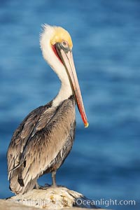 Brown pelican, adult winter non-breeding plumage showing white hindneck and red gular throat pouch.  This large seabird has a wingspan over 7 feet wide. The California race of the brown pelican holds endangered species status, due largely to predation in the early 1900s and to decades of poor reproduction caused by DDT poisoning, Pelecanus occidentalis, Pelecanus occidentalis californicus, La Jolla