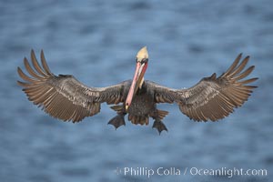 California brown pelican spreads its wings wide as it slows before landing on seacliffs, Pelecanus occidentalis, Pelecanus occidentalis californicus, La Jolla