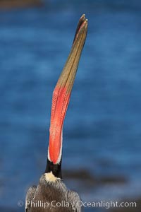 Brown pelican head throw showing red gular throat pouch.  During a bill throw, the pelican arches its neck back, lifting its large bill upward and stretching its throat pouch, Pelecanus occidentalis, Pelecanus occidentalis californicus, La Jolla, California