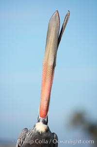 Brown pelican head throw.  During a bill throw, the pelican arches its neck back, lifting its large bill upward and stretching its throat pouch, Pelecanus occidentalis, Pelecanus occidentalis californicus, La Jolla, California
