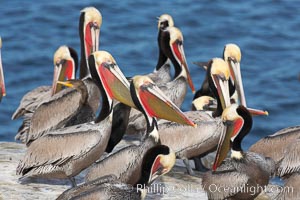 Brown pelicans rest and preen on seacliffs above the ocean.   In winter months, breeding adults assume a dramatic plumage with brown neck, yellow and white head and bright red-orange gular throat pouch, Pelecanus occidentalis, Pelecanus occidentalis californicus, La Jolla, California