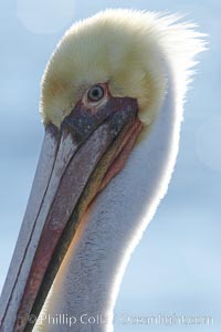 Brown pelican, plumage transitioning into breeding colors, Pelecanus occidentalis, Pelecanus occidentalis californicus, Bolsa Chica State Ecological Reserve, Huntington Beach, California